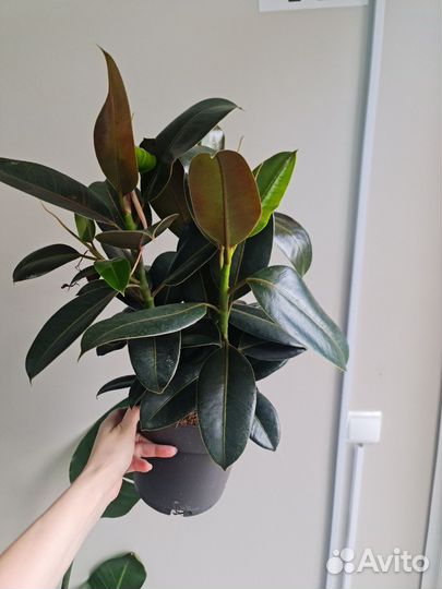 Фикус мелани
