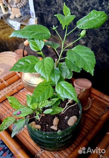 Гибискус, абутилон, герань