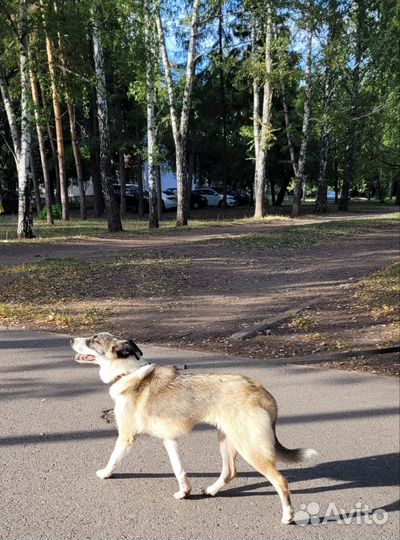 Собака в добрые руки