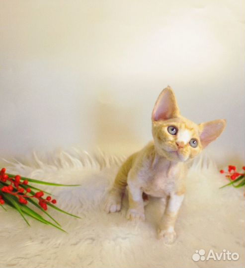 Девонята мальчики