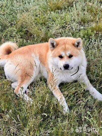 Акита ину вязка