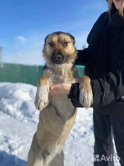 Собака в добрые руки