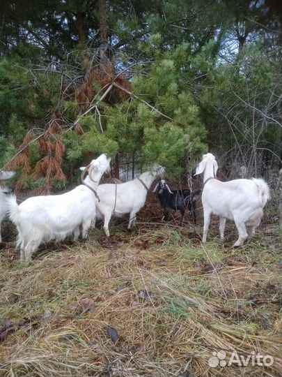 Козье молоко