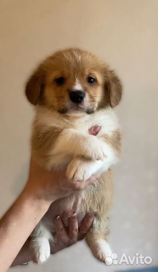 Щенок корги мальчик