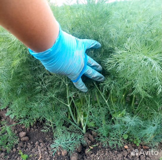 Веники Укропа для засолки