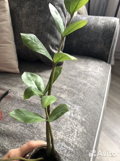 Замиокулькас отросток