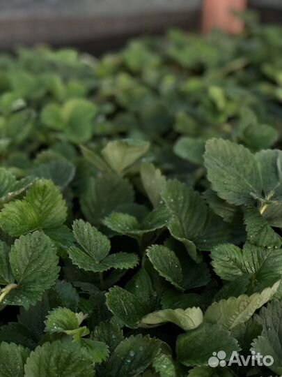 Рассада клубники