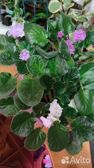 Кашпо с фиалками