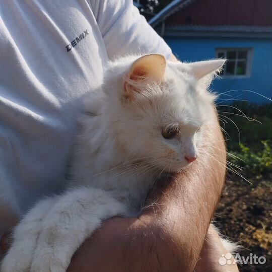 Кошечка в добрые руки