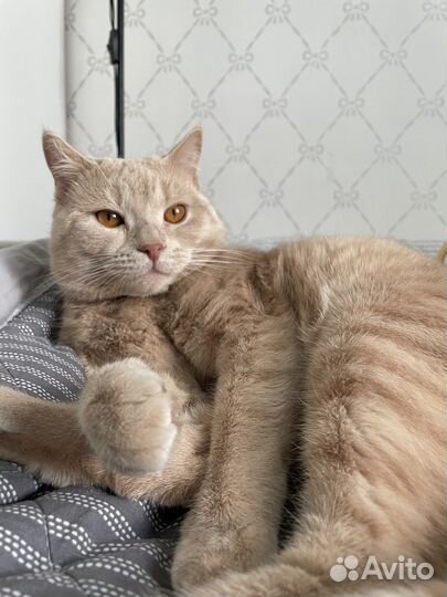 Кот в добрые руки