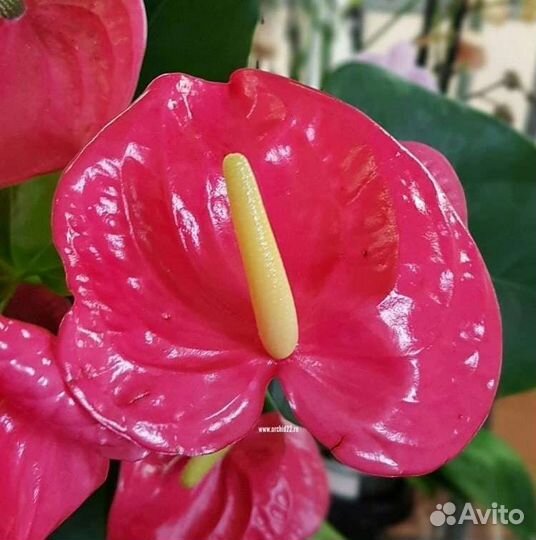 Антуриумы разные сорта - 2 ч