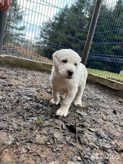 Щенки Алабая (сао) от Чемпионов России