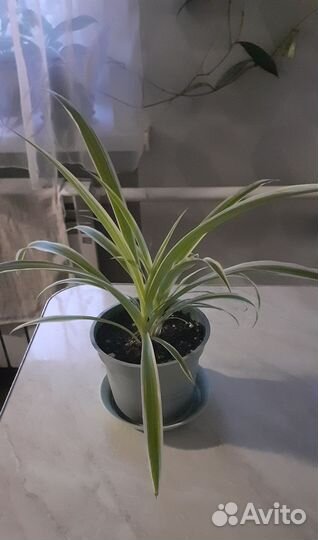 Комнатные цветы