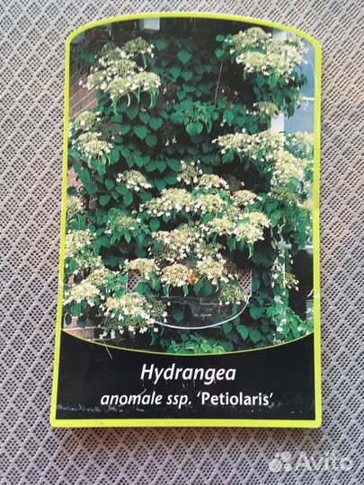 Гортензия черешковая