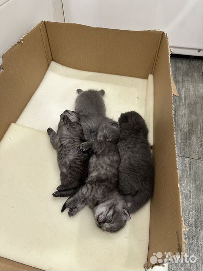 Британские котята
