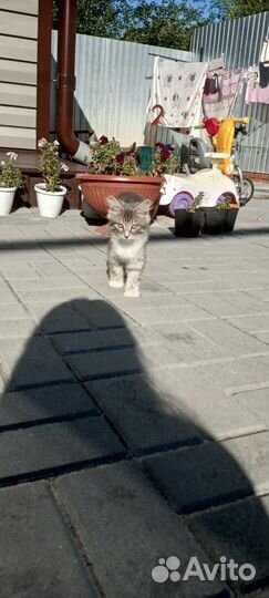 Котята в добрые руки бесплатно