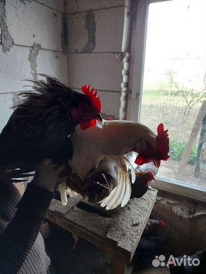 Яйца куриные