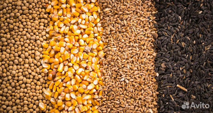 Пшеница, ячмень, кукуруза, просо
