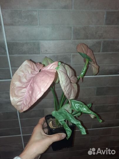 Сингониум Red heart pink