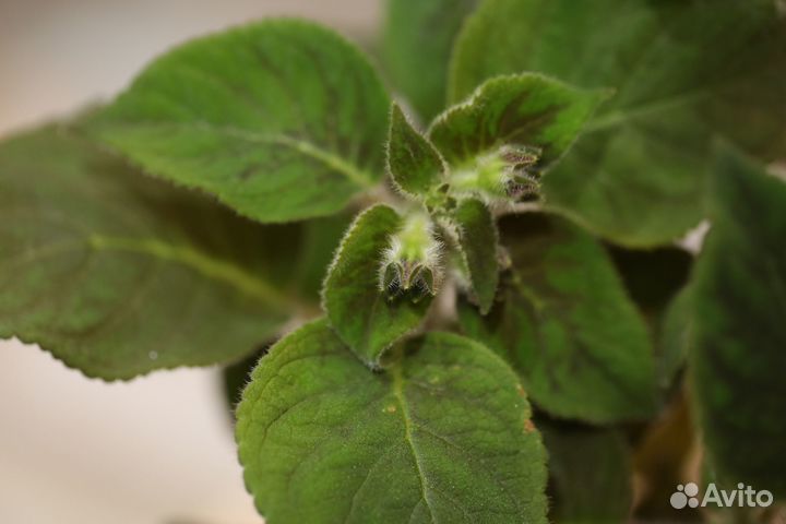 Колерия цветущее домашнее растение