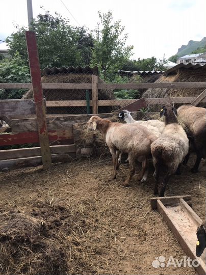 Овцы эдильбаевской породы