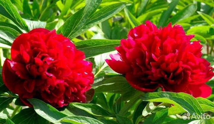 Пионы саженцы