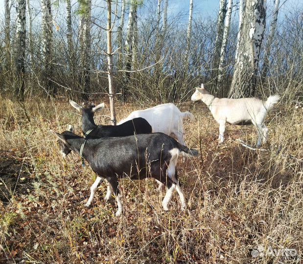 Козел и козы
