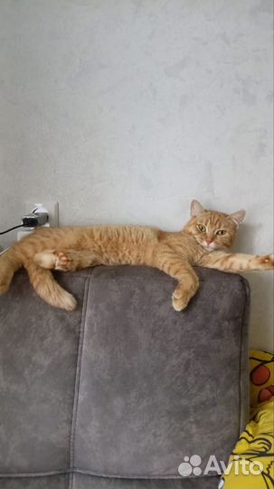 Кошка вязка