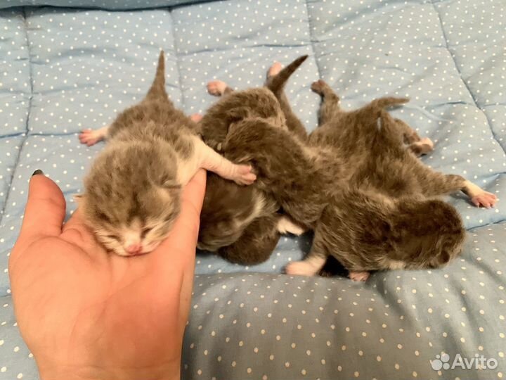 Британские котята