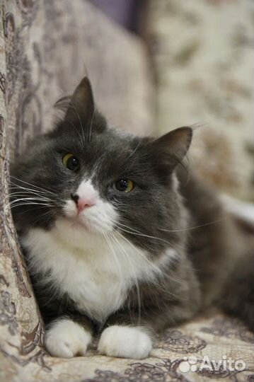 Котик Снежок ищет семью