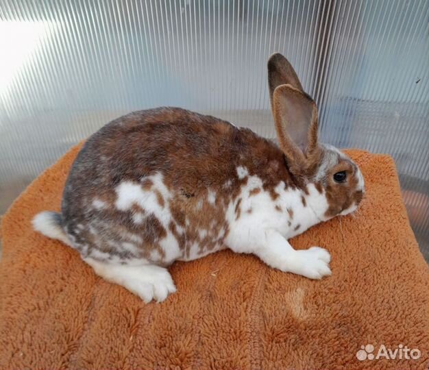 Кролики рекс