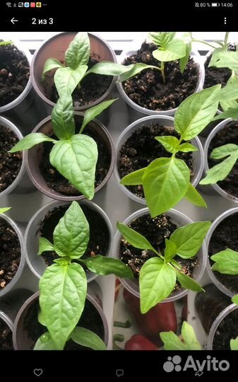 Рассада овощей и цветов