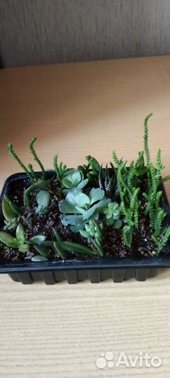 Суккуленты