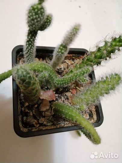 Алоэ, хавортия