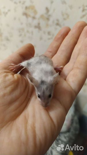 Декоративные мыши разных окрасов