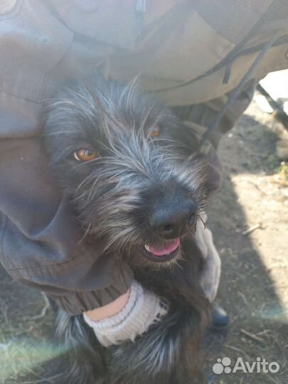 Собака ищет дом