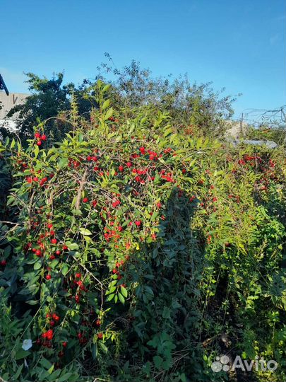 Рассада клубники,вишни,малины