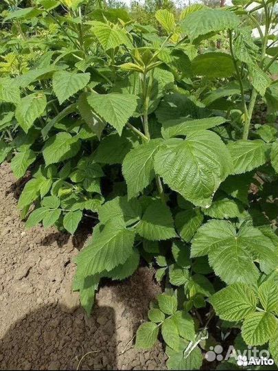 Саженцы малины одноразовая и двухразовая