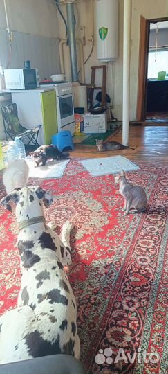 Передержка собак и кошек