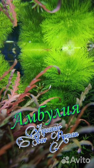 Растения аквариумные