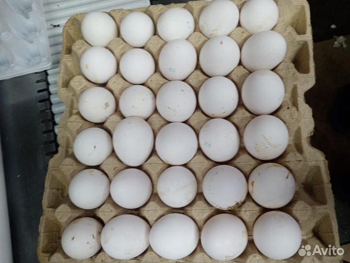 Яйцо куриное, загрязненка