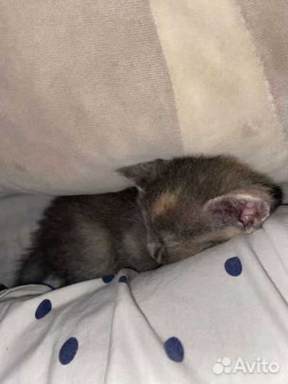 Отдам в добрые ручки