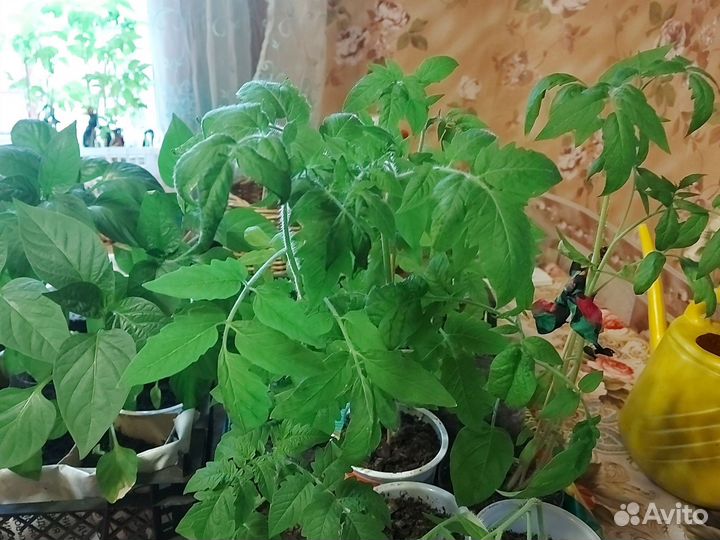 Рассада помидор и перцев