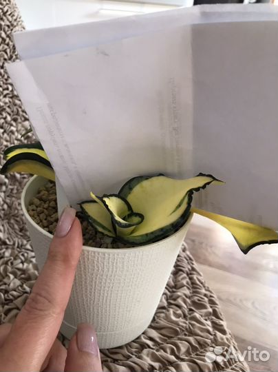 Сансевиерия футура вариегатная