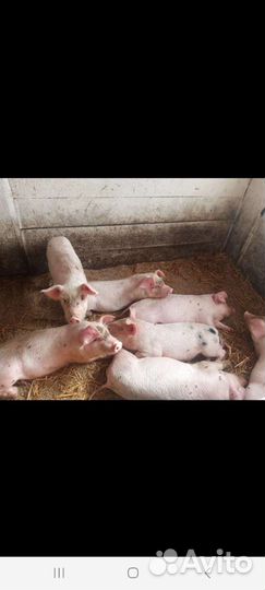 Поросята домашние