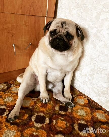 Мопс вязка мальчик