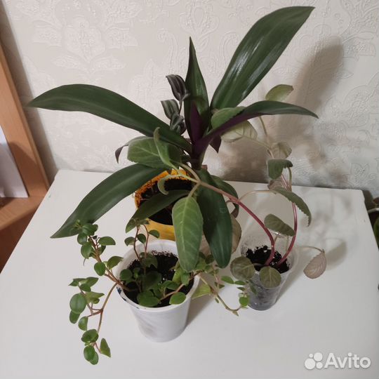 Комнатные растения