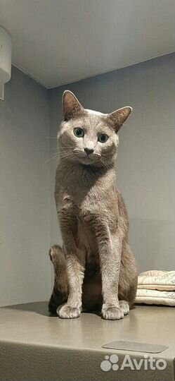 Кот на вязку