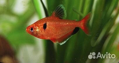 Харациновые рыбы