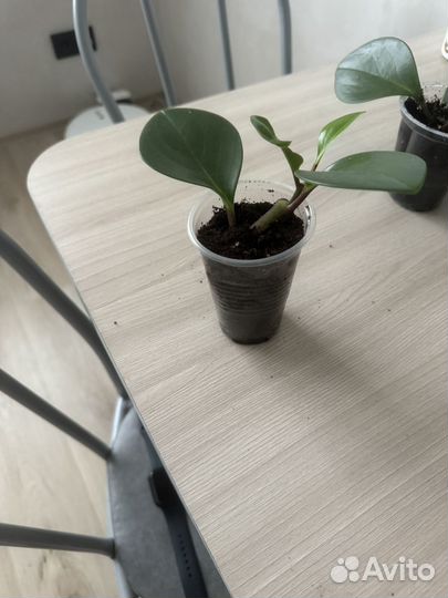 Пепермония туполистная